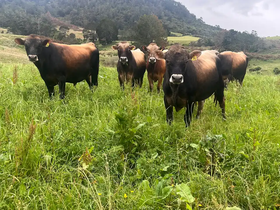 Beef cattle in long grass watching the camera