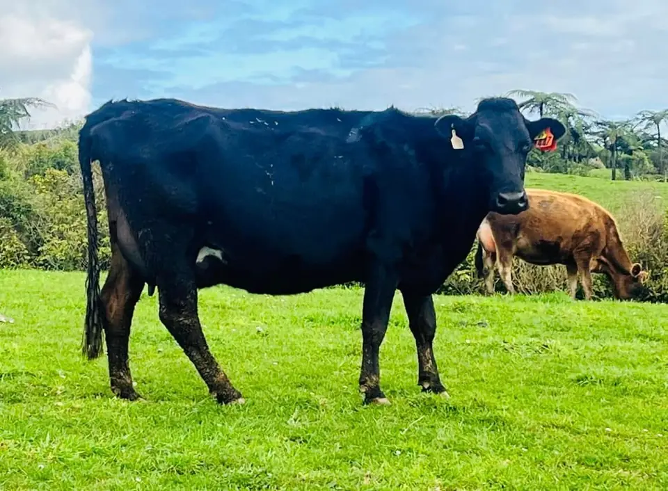 Black crossbred cow in a sunny paddock