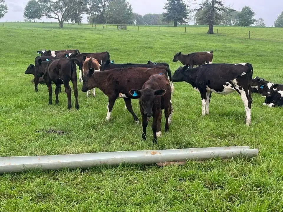 Friesian cross heifer calves in a paddock
