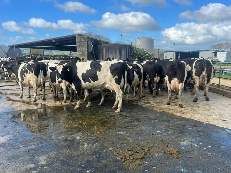 Friesian herd in the dairy yard under a blue sky
