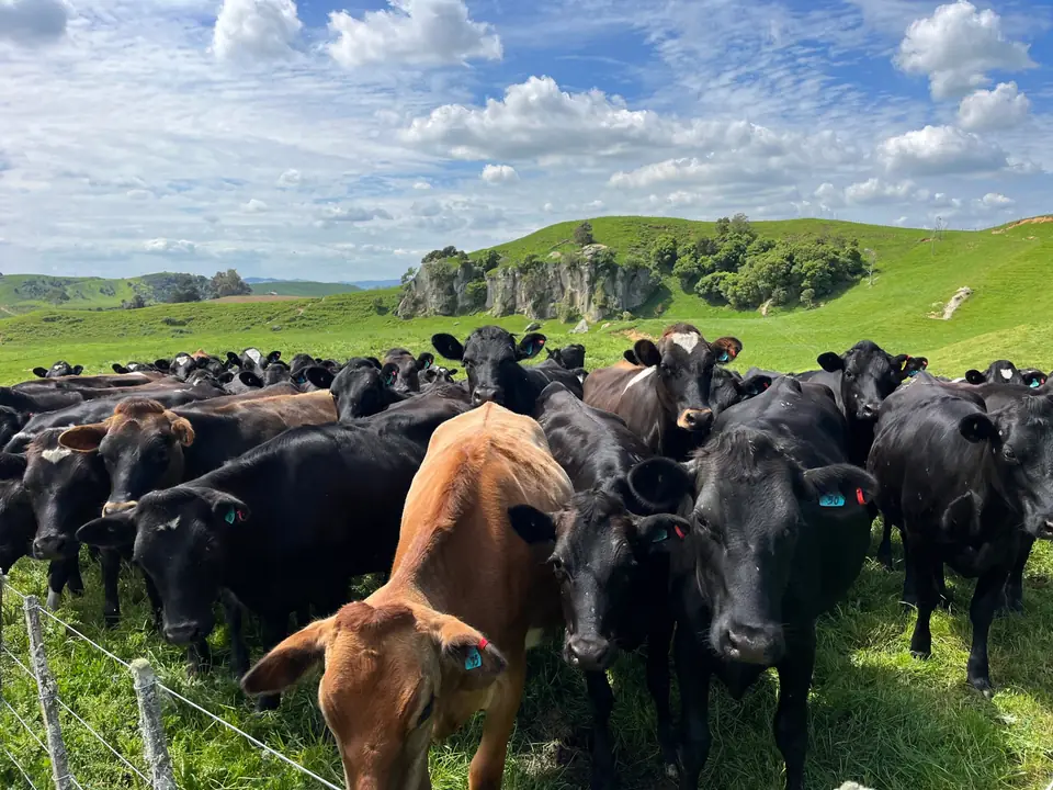 Kiwi Cross dairy heifers at a fence line with Waikato limestone hills behind