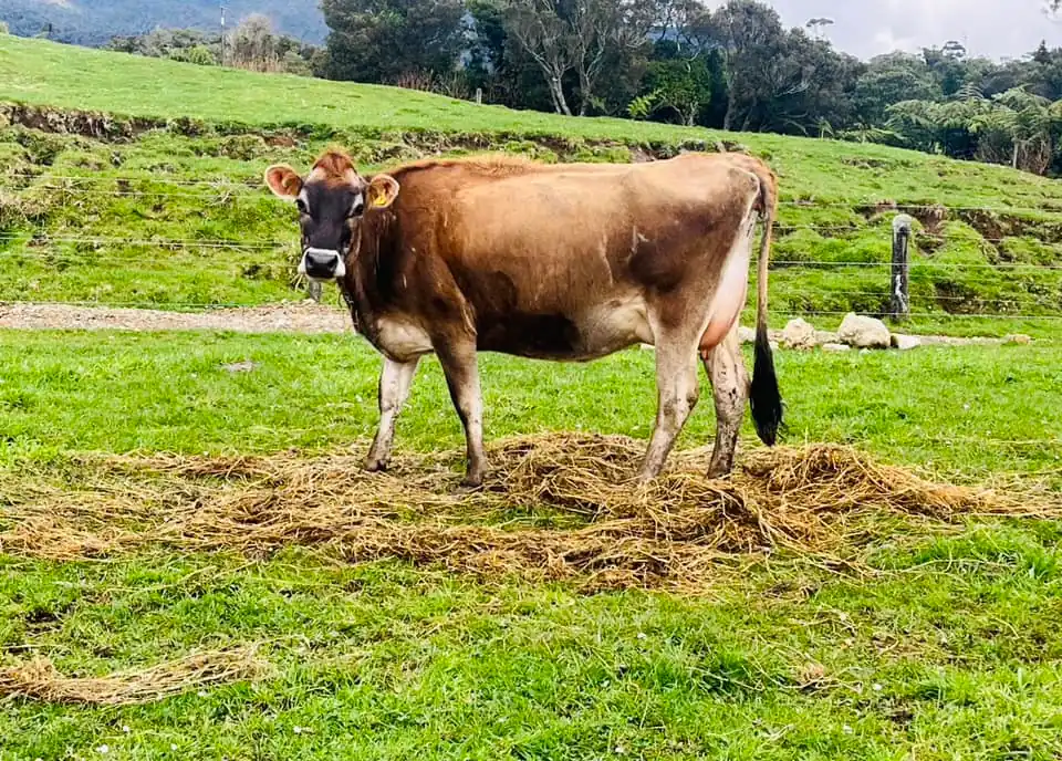 Jersey cow standing over spread hay